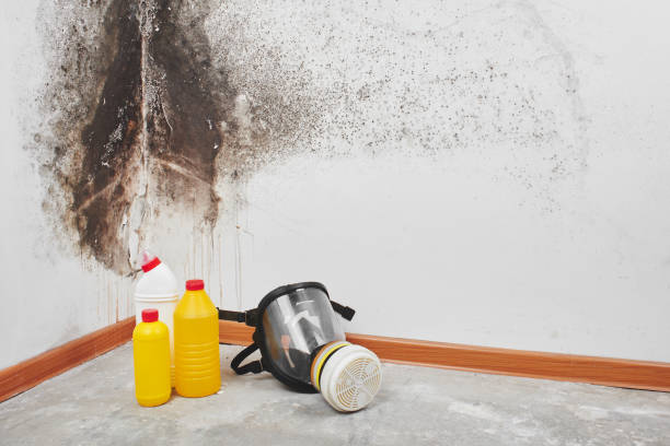 Best Certified Mold Removal  in Lehi, UT