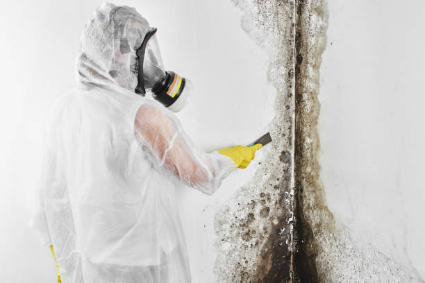 Best Local Mold Removal Service  in Lehi, UT