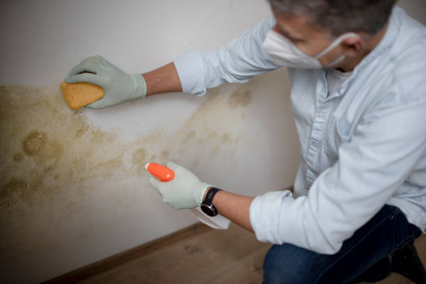 Best Mold Testing  in Lehi, UT
