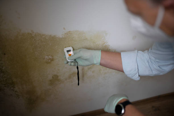 Professional Mold Removal in Lehi, UT