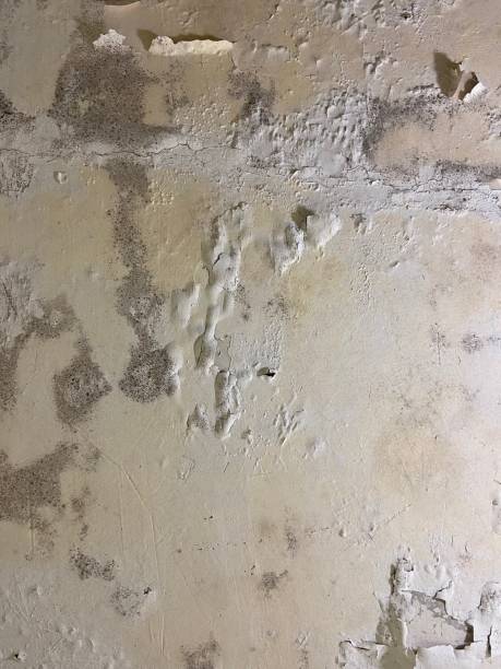 Best Mold Remediation  in Lehi, UT