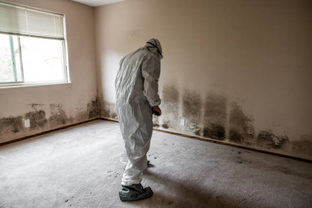 Best Attic Mold Removal  in Lehi, UT