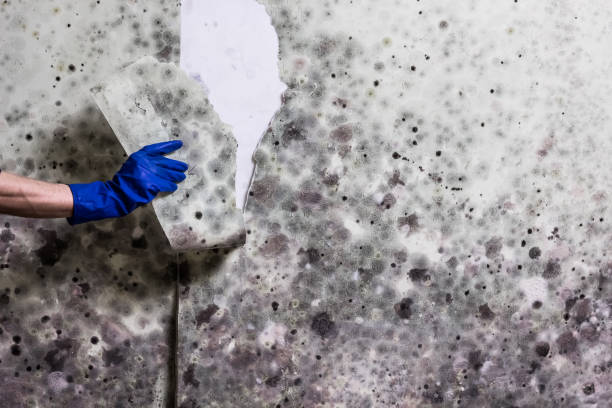 Best Mold Removal Process  in Lehi, UT