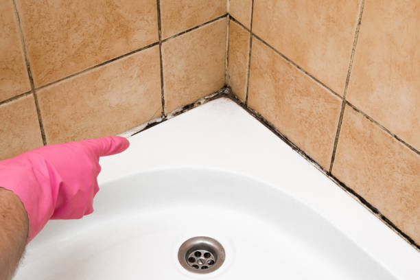 Best Toxic Mold Removal  in Lehi, UT
